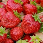 Земляника (крупноплодная) Сенсация