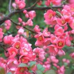 Айва японская Пинк Квин — изображение 2