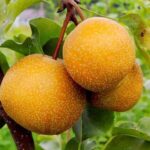 Груша азиатская Секуи