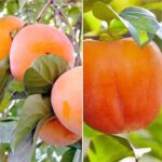 Комплект хурмы из 2 саженцев