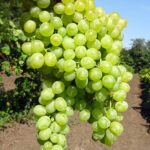 Виноград кишмиш Коктейль