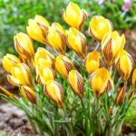 Крокус Фускотинктус