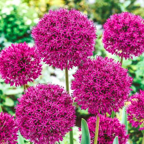 allium-byu-regard_1