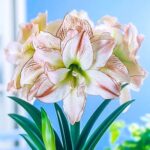 Амариллис (гиппеаструм) Афродита