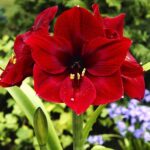 Амариллис (гиппеаструм) Арабиан Найт