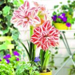 Амариллис (гиппеаструм) махровый Дабл Рекорд — изображение 2