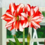 Амариллис (гиппеаструм) махровый Экзотик Пикок