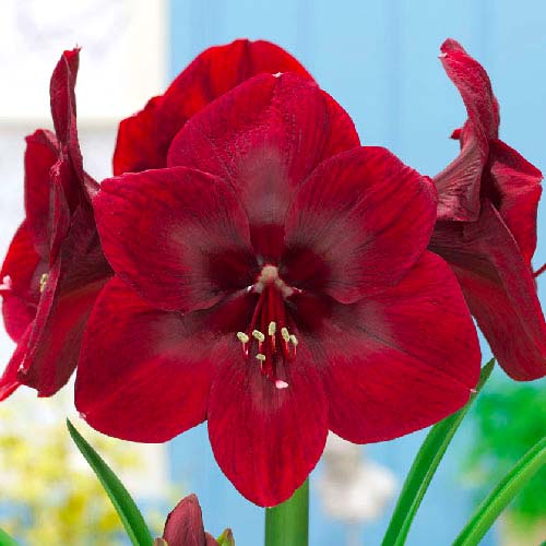 amarillis-gippeastrum-grand-diva_1 Амариллис (гиппеаструм) Гранд Дива — изображение 1