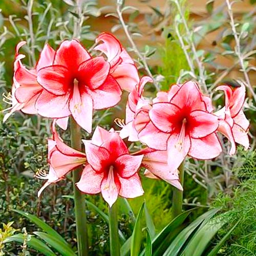 amarillis-gippeastrum-harizma_1 Амариллис (гиппеаструм) Харизма — изображение 1