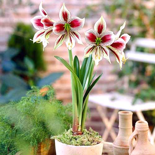 amarillis-gippeastrum-papillio_1 Амариллис (гиппеаструм) Папильо — изображение 1
