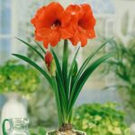 Амариллис (гиппеаструм) Парк Оранж