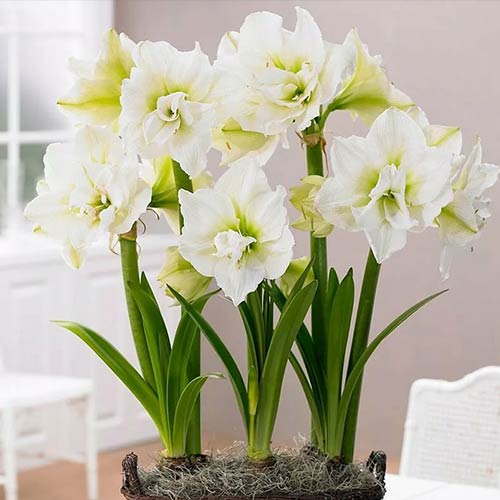 amarillis-gippeastrum-vayt-pikok_1 Амариллис (гиппеаструм) Вайт Пикок — изображение 1