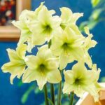 Амариллис (гиппеаструм) Лемон Лайм