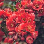 Айва японская Файр Дэнс