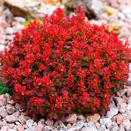 barbaris-red-djevel_1 Барбарис Ред Джевел — изображение 1