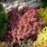 Барбарис тунберга Atropurpurea