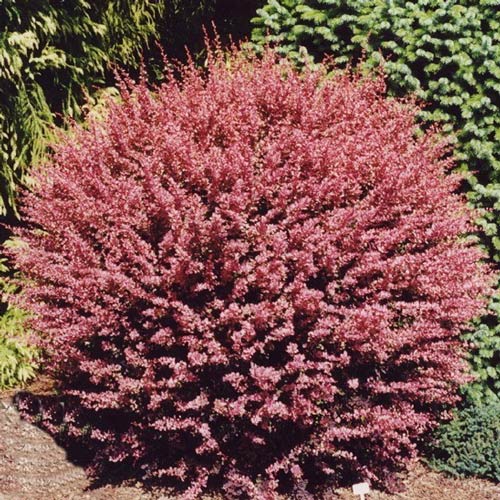 barbaris-tunberga-red-karpet Барбарис Тунберга Ред Карпет — изображение 1