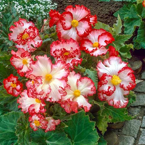 begoniya-krispa-marginata-vayt-red_1 Бегония Криспа Маргината Вайт/Ред — изображение 1