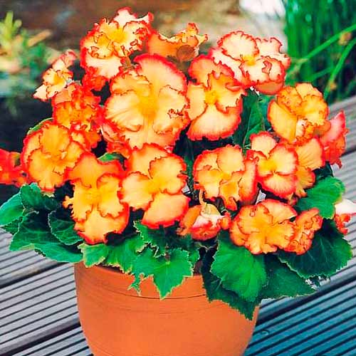 begoniya-krispa-marginata-yellou-red_1 Бегония Криспа Маргината Йеллоу/Ред — изображение 1