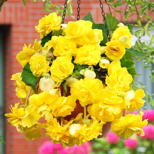 begoniya-pendula-yellou_1 Бегония Пендула Йеллоу — изображение 1