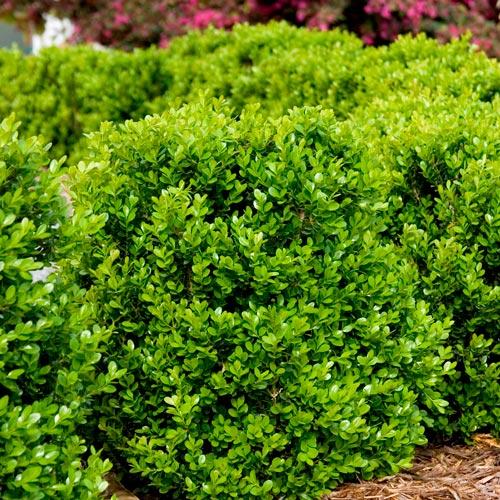 buxus-microphylla-faulkner Самшит Фаулкнер — изображение 1