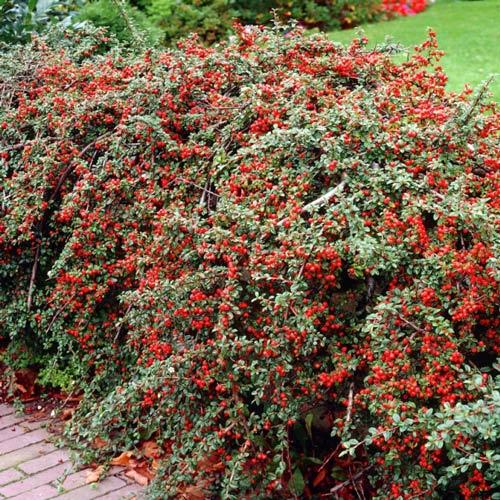cotoneaster-atropurpureus-variegatus Кизильник Вариегатус — изображение 1
