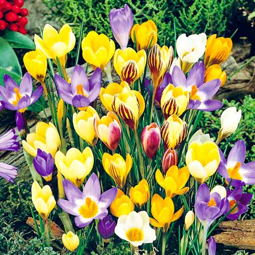 crocus-large-flowering-mixed_1 Крокус ботанический, микс — изображение 1