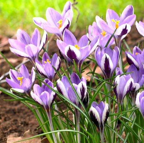 crocus-spring-beauty_1 Крокус Спринг Бьюти — изображение 1