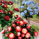 Суперпредложение! Комплект роз штамбовых из 3-х саженцев
