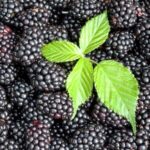 Ежевика Мертон Торнлесс — изображение 2