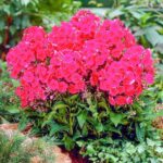 Флокс метельчатый Мисс Мэри