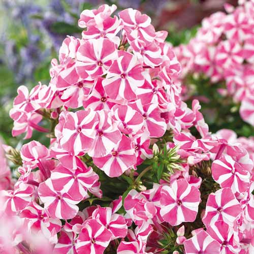 floks-pink-vindmill_1 Флокс метельчатый Пинк Виндмилл — изображение 1