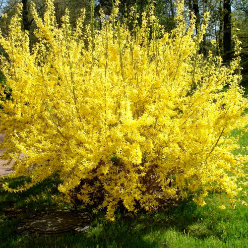 forsythia-goldzauber