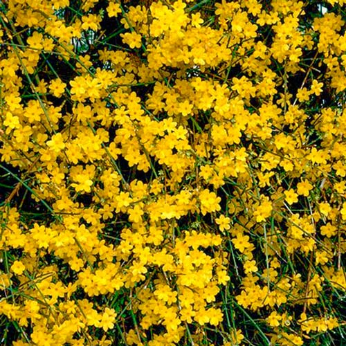 forsythia-webers-bronx1 Форзиция Веберс Бронкс — изображение 1