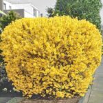 Форзиция Lynwood Gold