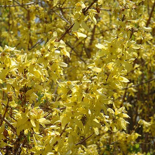 forziciya-spring-glori_1 Форзиция Спринг Глори — изображение 1