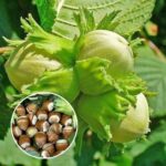 Фундук Барселонский — изображение 2