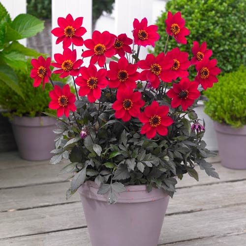 georgina-heppi-deys-cherri-red_1