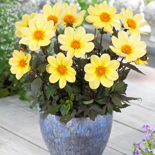georgina-heppi-deys-lemon_1