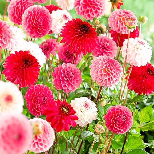 georgina-pompon-pink-miks_1