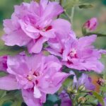 Гибискус сирийский Ardens