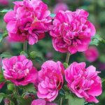 Гибискус сирийский Duc de Brabant