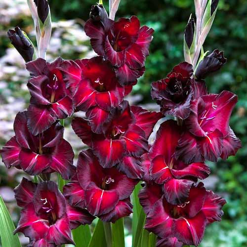 gladiolus-bambino-peskara_1 Гладиолус бамбино Пескара — изображение 1