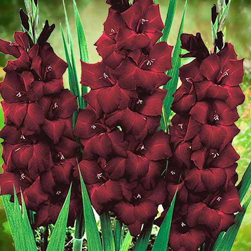 gladiolus-chernoe-more_1 Гладиолус крупноцветковый Черное море — изображение 1