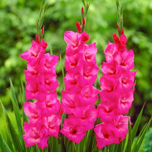 gladiolus-fidelio_1 Гладиолус крупноцветковый Фиделио — изображение 1