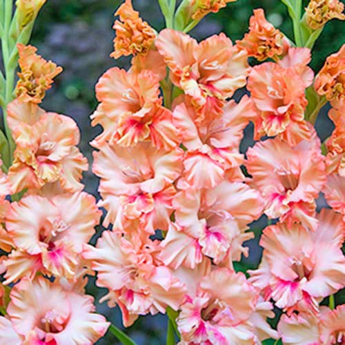 gladiolus-gofrirovannyy-kissi-raffl_1 Гладиолус гофрированный Кисси Раффл — изображение 1
