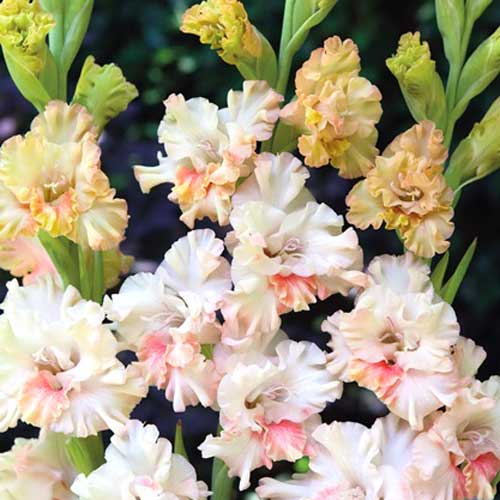 gladiolus-gofrirovannyy-krispi-raffl_1 Гладиолус гофрированный Криспи Раффл — изображение 1
