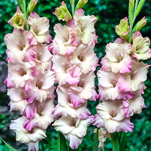 gladiolus-gofrirovannyy-tampere_1 Гладиолус гофрированный Тампере — изображение 1