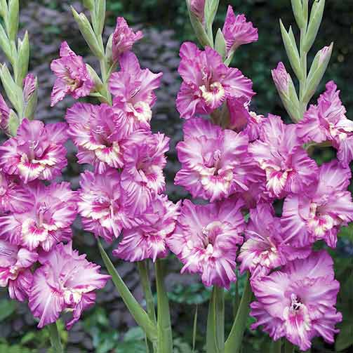 gladiolus-gofrirovannyy-tango_1 Гладиолус гофрированный Танго — изображение 1