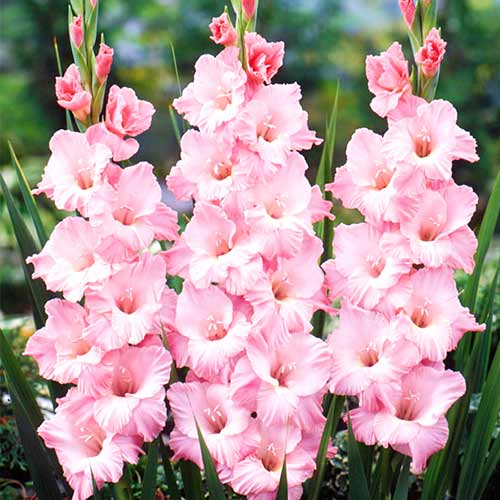 gladiolus-krasnodar_1